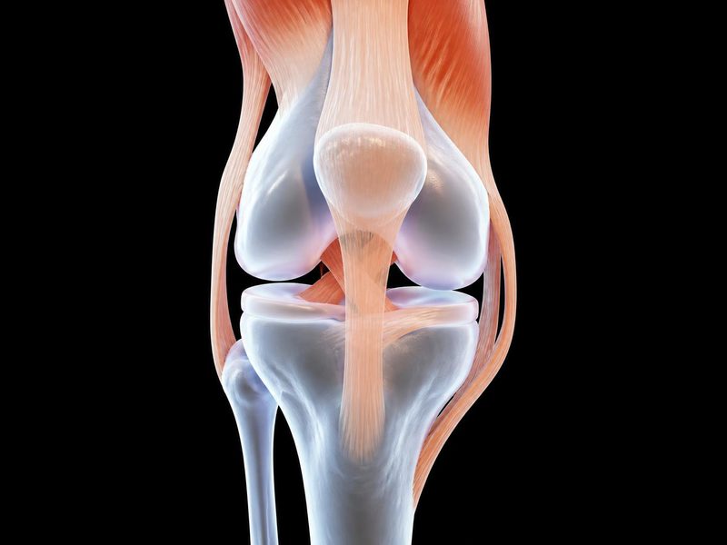 Ilustración 3D de la rodilla con tendones y ligamentos